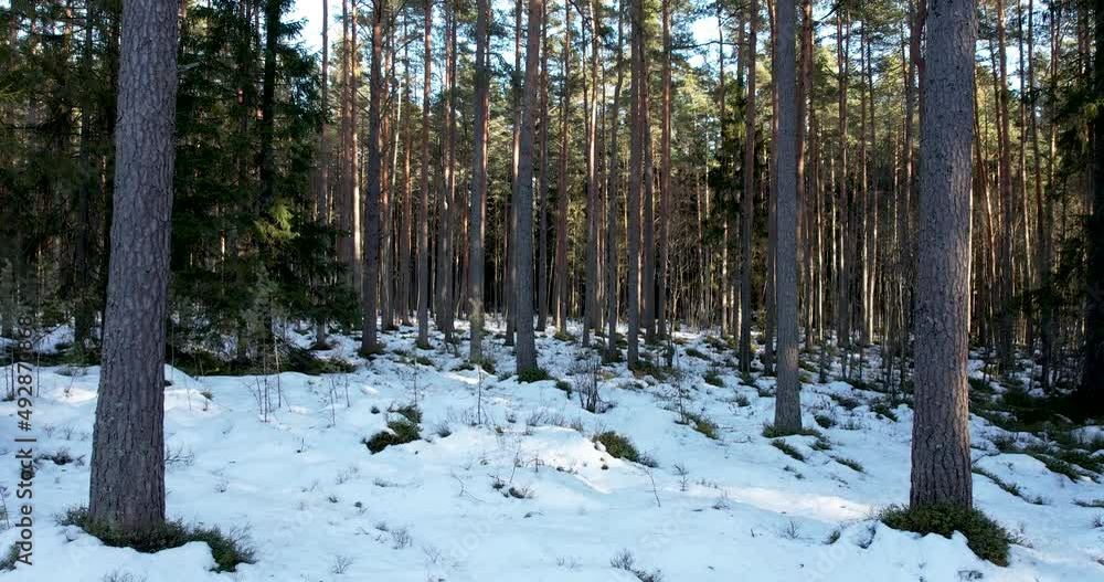 Low altitude flight through the Forest in winter Low altitude flight through the Forest in winter