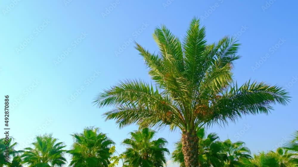 Palm leaves against the sky. Selective focus. Palm leaves against the sky. Selective focus.