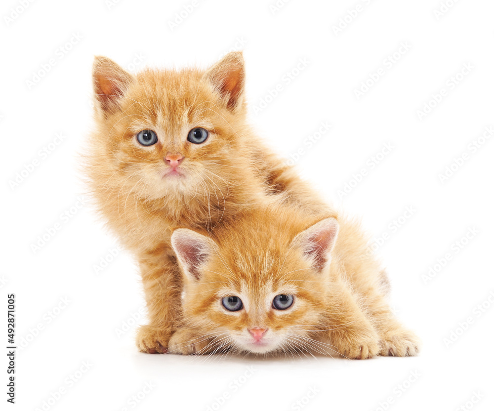 Obraz premium Two beautiful cats.