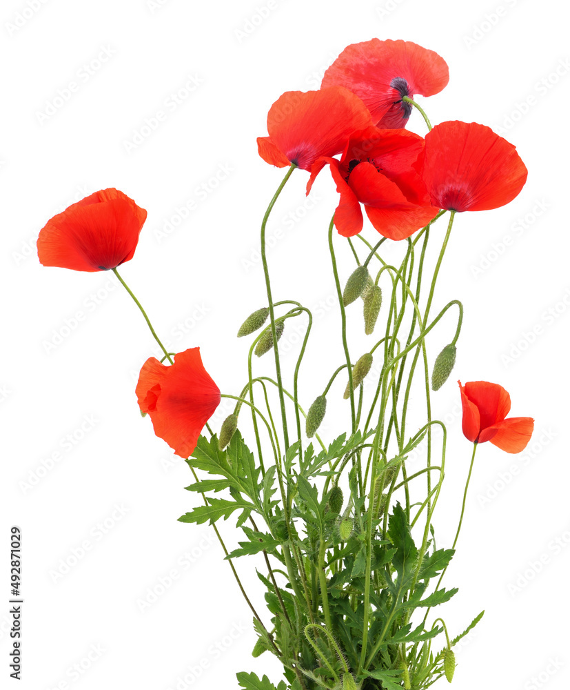 Obraz premium Red poppy flower.