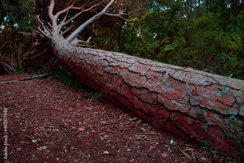 Fallen Redtree. photo