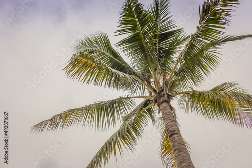 Palm tree in the wind. Coconut palm tree on cky background. Tropical nature. Exotic landscape. Palm tree isolated. Tropical climate.