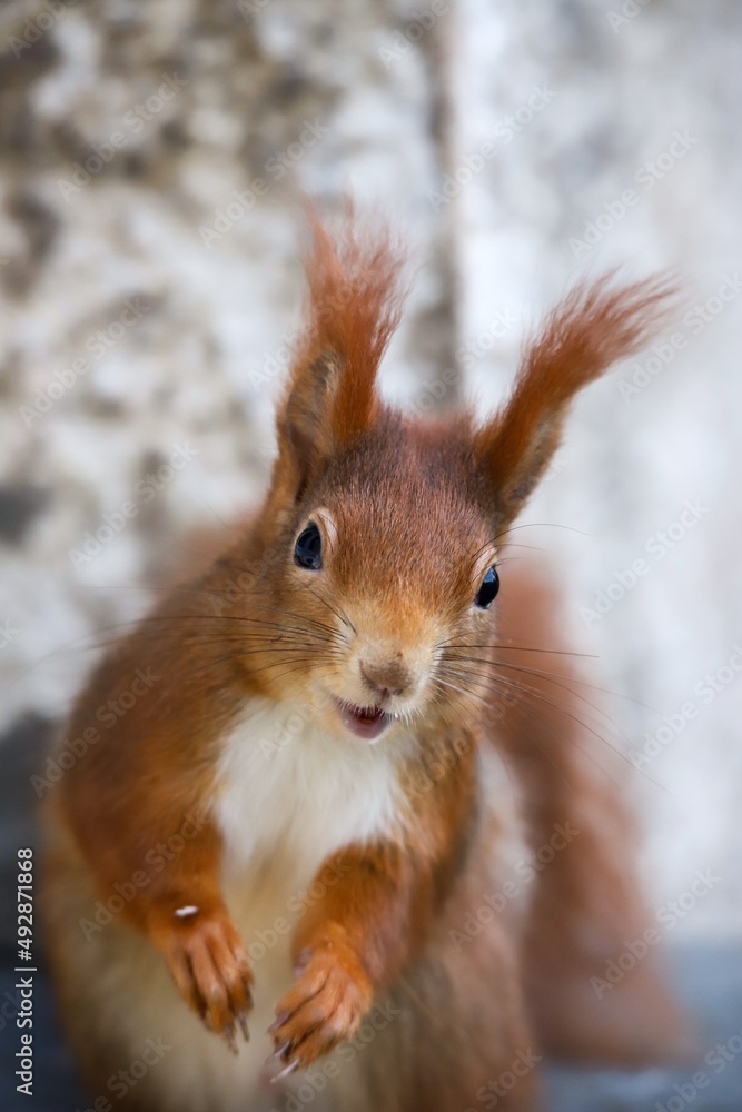 Happy red squirrel Happy red squirrel