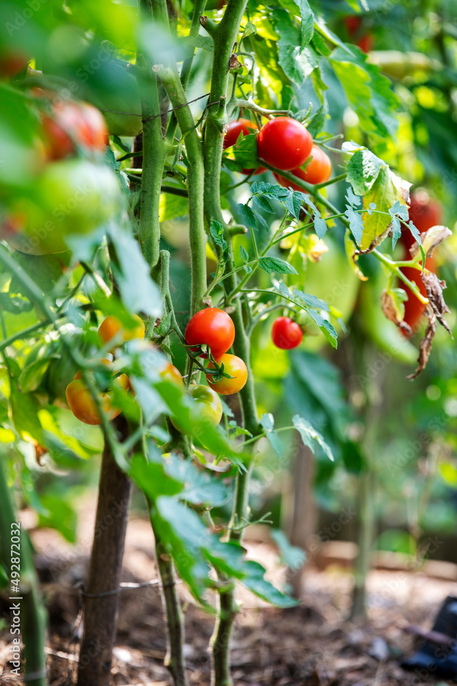 red and green tomatoes grow in the garden