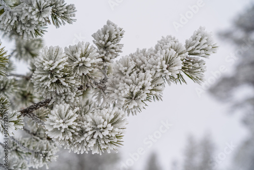 Verschneiter Ast eines Nadelbaums © Markus