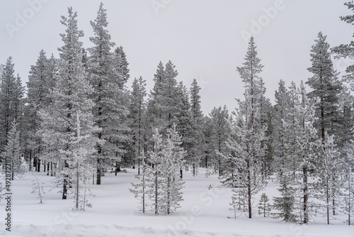 Verschneite Winterlandschaft in Lappland