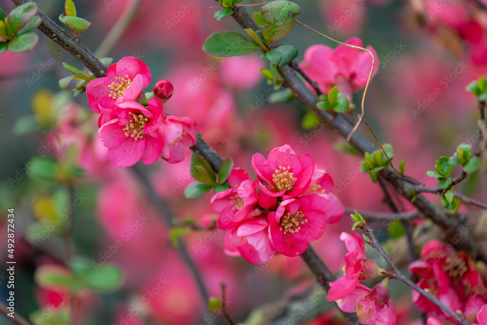Selective focus of red pink flowers with green leaves in the garden , Chaenomeles japonica or Maule's quince is a species of flowering quince, It is a thorny deciduous shrub, Nature floral background. Selective focus of red pink flowers with green leaves in the garden , Chaenomeles japonica or Maule's quince is a species of flowering quince, It is a thorny deciduous shrub, Nature floral background.