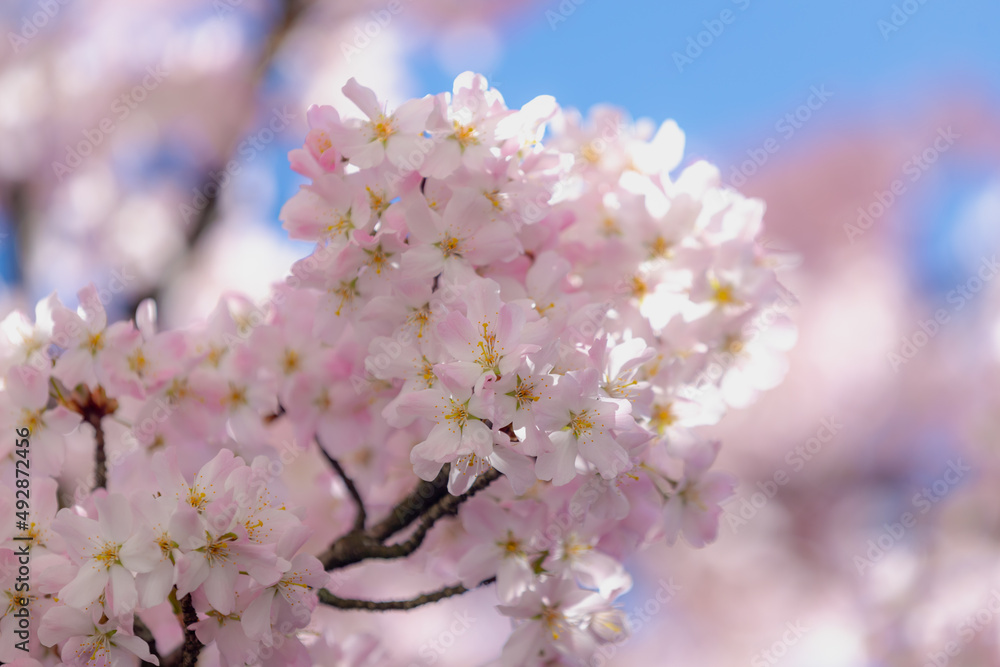 Selective focus of branches white pink Cherry blossoms on the tree under blue sky and sun, Beautiful Sakura flowers in spring season in the park, Floral pattern texture, Nature wallpaper background. Selective focus of branches white pink Cherry blossoms on the tree under blue sky and sun, Beautiful Sakura flowers in spring season in the park, Floral pattern texture, Nature wallpaper background.