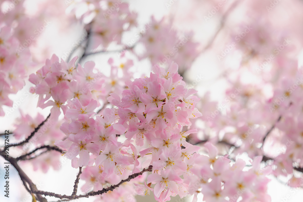 Selective focus of branches white pink Cherry blossoms on the tree under blue sky and sun, Beautiful Sakura flowers in spring season in the park, Floral pattern texture, Nature wallpaper background.