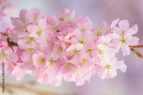 Selective focus of branches white pink Cherry blossoms on the tree under blue sky and sun, Beautiful Sakura flowers in spring season in the park, Floral pattern texture, Nature wallpaper background.
