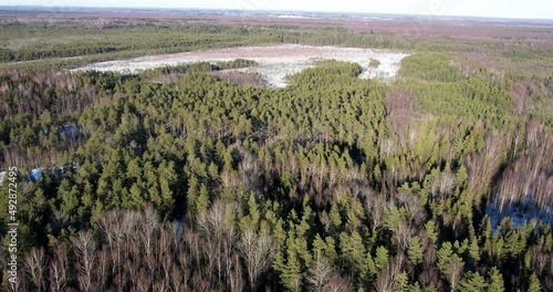 panoramic forest in winter. drone shot