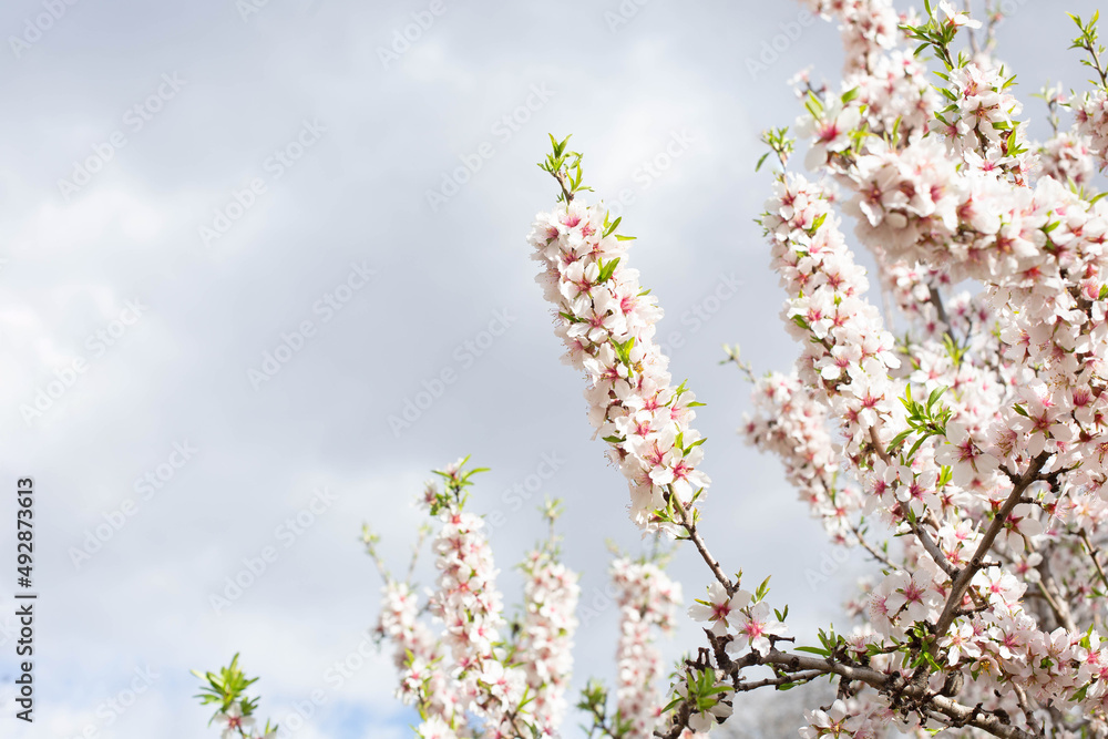 Almond trees blooming with white and pink flowers against the grey sky. Beautiful spring landscape. Almond trees blooming with white and pink flowers against the grey sky. Beautiful spring landscape.