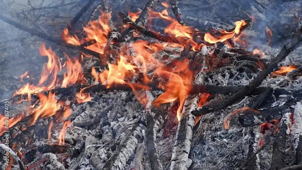 Forest fire. Close-up of burning bushes and grass in case of fire. Forest fire. Close-up of burning bushes and grass in case of fire.