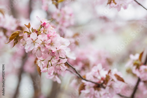 Banner. Cherry blossoms. Spring, nature wallpaper. Sakura in the Japanese garden. Blooming rosebuds on the branches of a tree. Macro photography. © Юлия Клюева