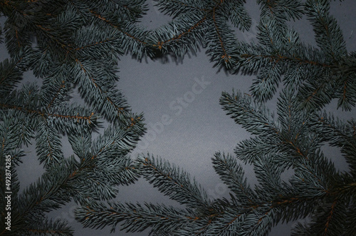 Toned hipster decorative flatly with green spruce branches. Evergreen ashy pine tree sticks background. Creative minimalistic composition