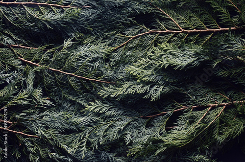 Toned hipster decorative flatly with green spruce branches. Evergreen ashy pine tree sticks background. Creative minimalistic composition