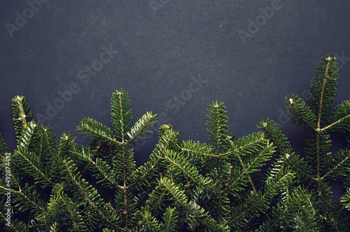 Toned hipster flatly black background with green spruce branches. Evergreen ashy pine tree sticks background. Creative minimalistic composition