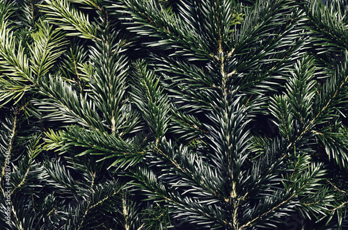 Toned hipster decorative flatly with green spruce branches. Evergreen ashy pine tree sticks background. Creative minimalistic composition