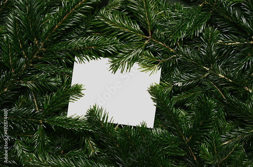Top view of green spruce branches with empty white greeting postcard. vergreen ashy pine tree sticks background. Creative minimalistic composition