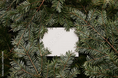 Top view of green spruce branches with empty white greeting postcard. vergreen ashy pine tree sticks background. Creative minimalistic composition