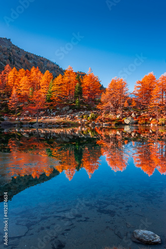 Amazing reflections of red leaves trees over Lake Arpy in the Alps of Aosta Valley Italy