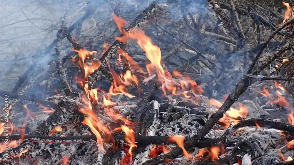 Forest fire. Close-up of burning bushes and grass in case of fire. Forest fire. Close-up of burning bushes and grass in case of fire.