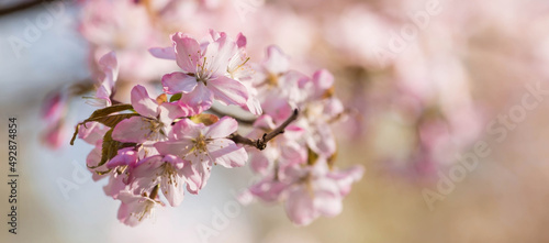 Banner. Cherry blossoms. Spring, nature wallpaper. Sakura in the Japanese garden. Blooming rosebuds on the branches of a tree. Macro photography.