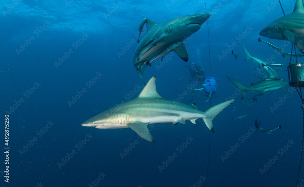 Black Tip Shark at Aliwal Shoal, South Africa