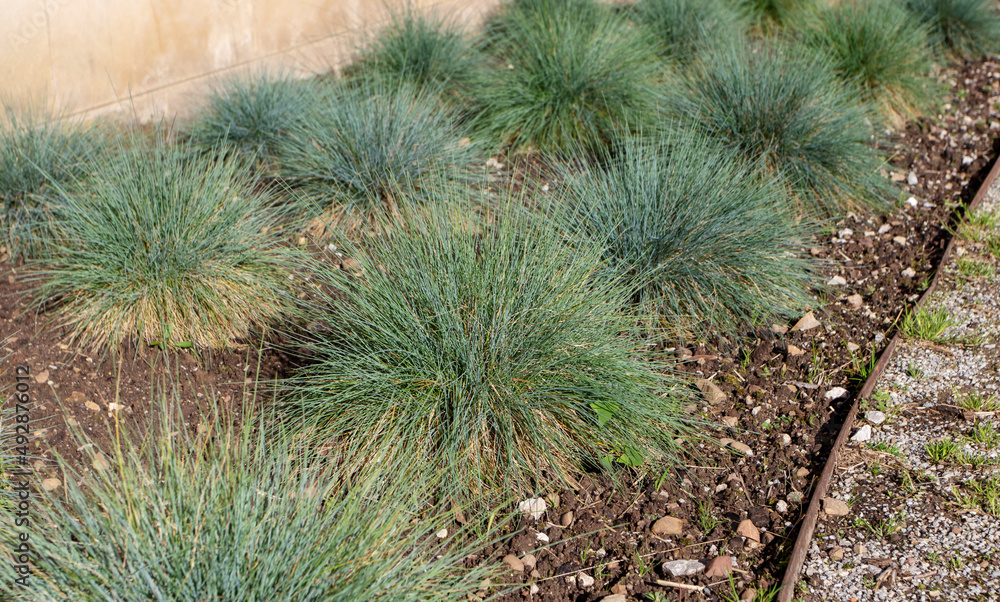 Blue fescue or festuca glauca plants on the flowerbed Blue fescue or festuca glauca plants on the flowerbed