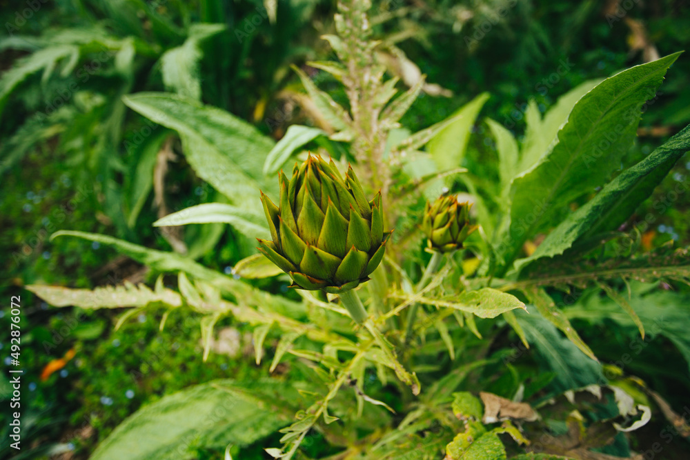 Fruto de Alcachofa, Flor de Alcachofa. Concepto de alimentos. Fruto de Alcachofa, Flor de Alcachofa. Concepto de alimentos.