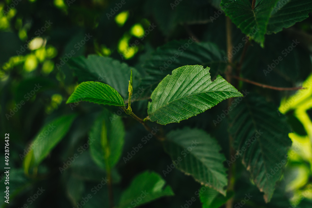 Hojas verdes con la luz del sol. Concepto de naturaleza, hojas. Hojas verdes con la luz del sol. Concepto de naturaleza, hojas.
