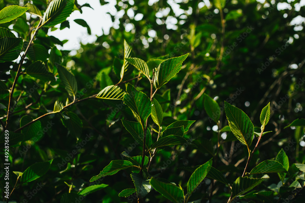 Hojas verdes de primavera en un árbol. Concepto de naturaleza Hojas verdes de primavera en un árbol. Concepto de naturaleza