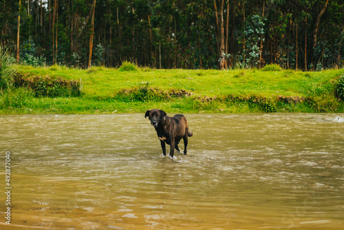 Perro cruzando un rio. Concepto de naturaleza.