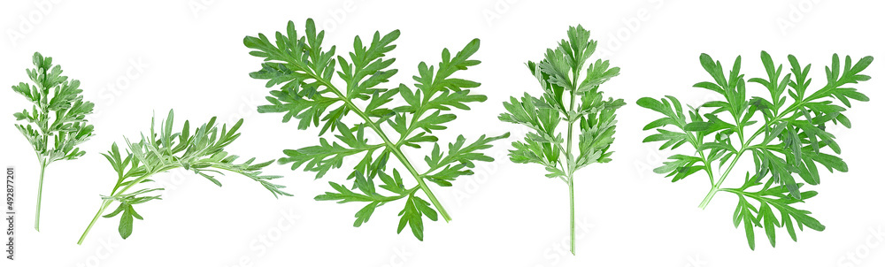 Set of medicinal wormwood twigs isolated on a white background. Sagebrush. Artemisia medicinal herb plant.