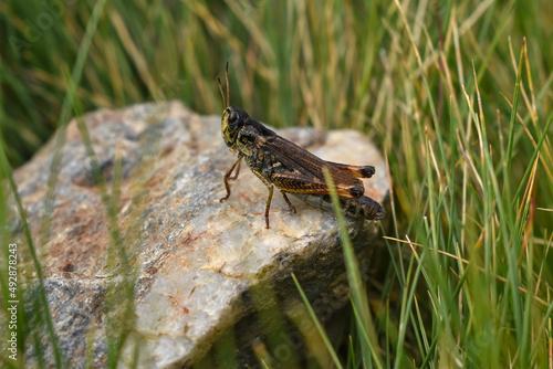 grasshopper on a rock in the meadow with tall grass in the alps © AtmosAstro Foto