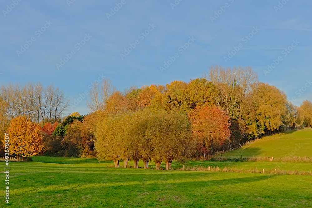 Sunny autumn landscape with meadows and colorfull trees in flemish ardennes, Belgium Sunny autumn landscape with meadows and colorfull trees in flemish ardennes, Belgium