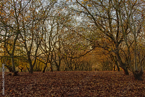 oak groove in an autumn forest