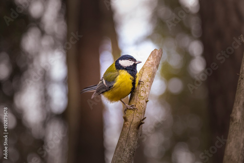 The great tit (Parus major) © stavrida