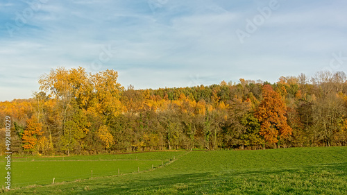 Flemish fall landscape with meadow and colorful forest near Geraardsbergen