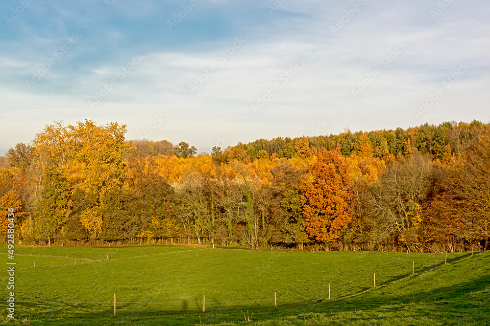 Flemish fall landscape with meadow and colorful forest near Geraardsbergen