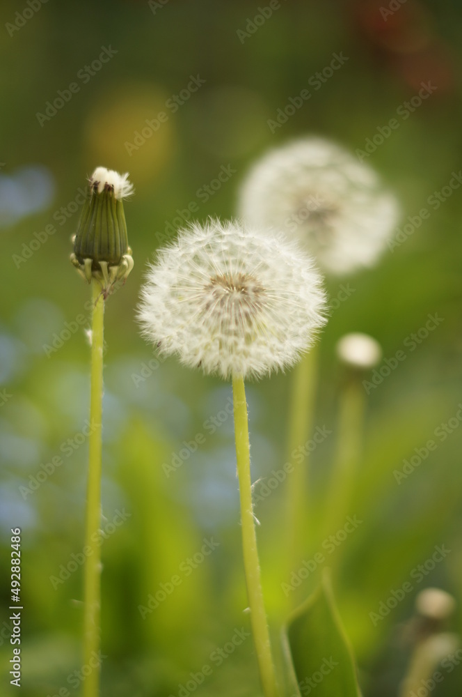 Fototapeta premium Dandelion Seedheads in the Garden