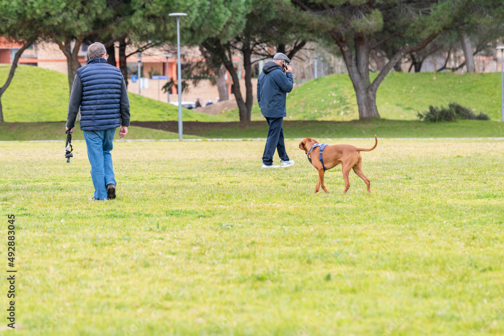 Man on cell phone and dog playing in the grass Man on cell phone and dog playing in the grass