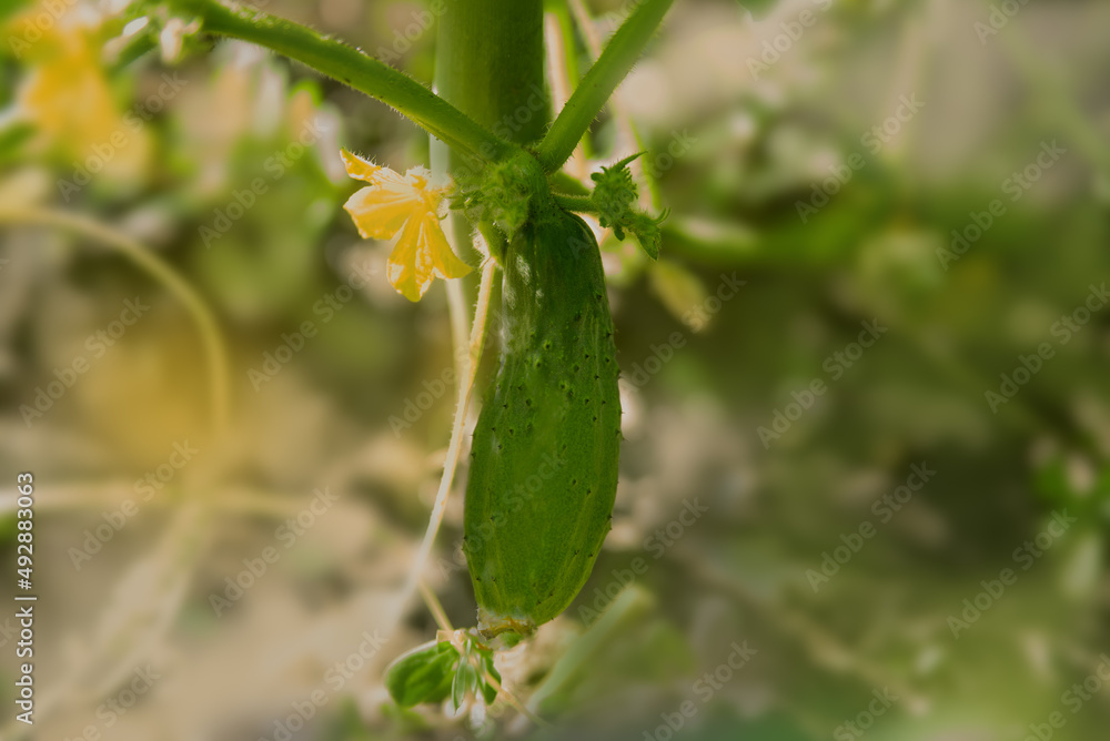 Young fresh cucumber seedling grown in open ground