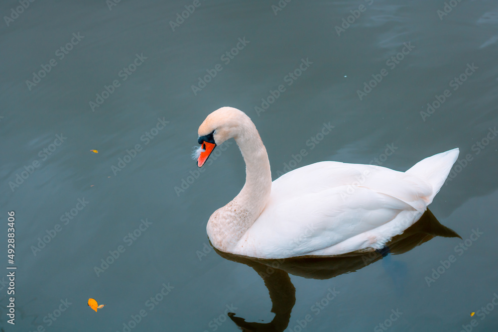 Naklejka premium Swan on the lake. A single swan on the lake. Love or grace concept.