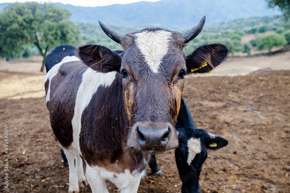 Close-up cow on a farm in Turkey