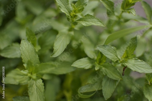 Common Garden Mint Herb Closeup