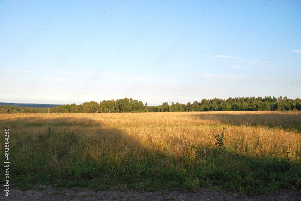 Fototapeta premium Field with yellowed grass. On a clear sunny day, a field with yellow burnt grass is partly lit by the sun, partly in the shade, the sky is clear, light blue with occasional clouds.