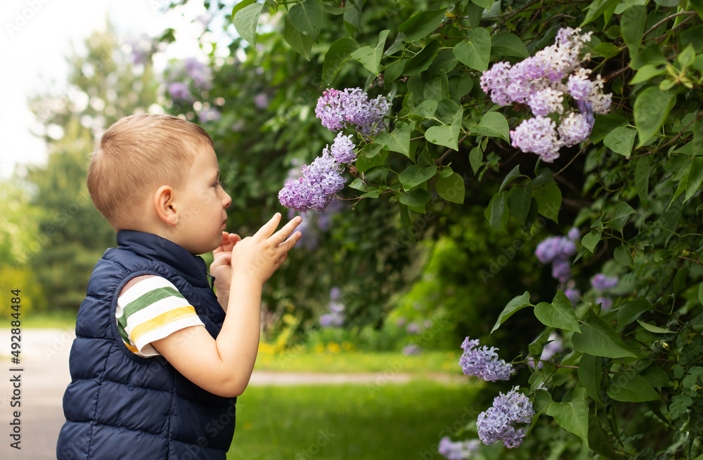 Little boy sniffing lilac bush. Concept of seasonal flowering and allergies Little boy sniffing lilac bush. Concept of seasonal flowering and allergies