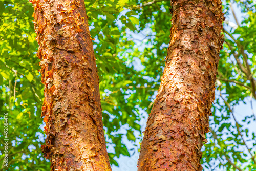 Tropical Gumbo-limbo tree with red peeling bark in Mexico. photo