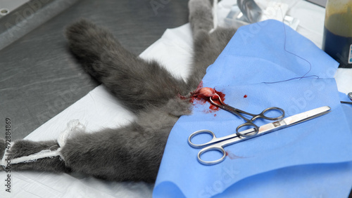 Male cat neutering surgery. Cutting off the cat's testicles. Cutting the ovaries of the male cat. The castrated cat.